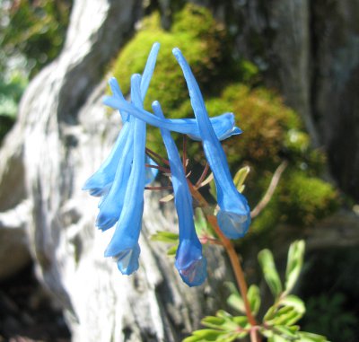Corydalis 'Rainier Blue'